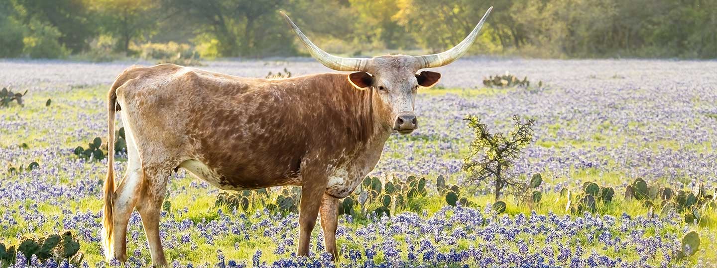 texas longhorn and bluebonnets